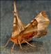 1919 (70.239) Purple Thorn